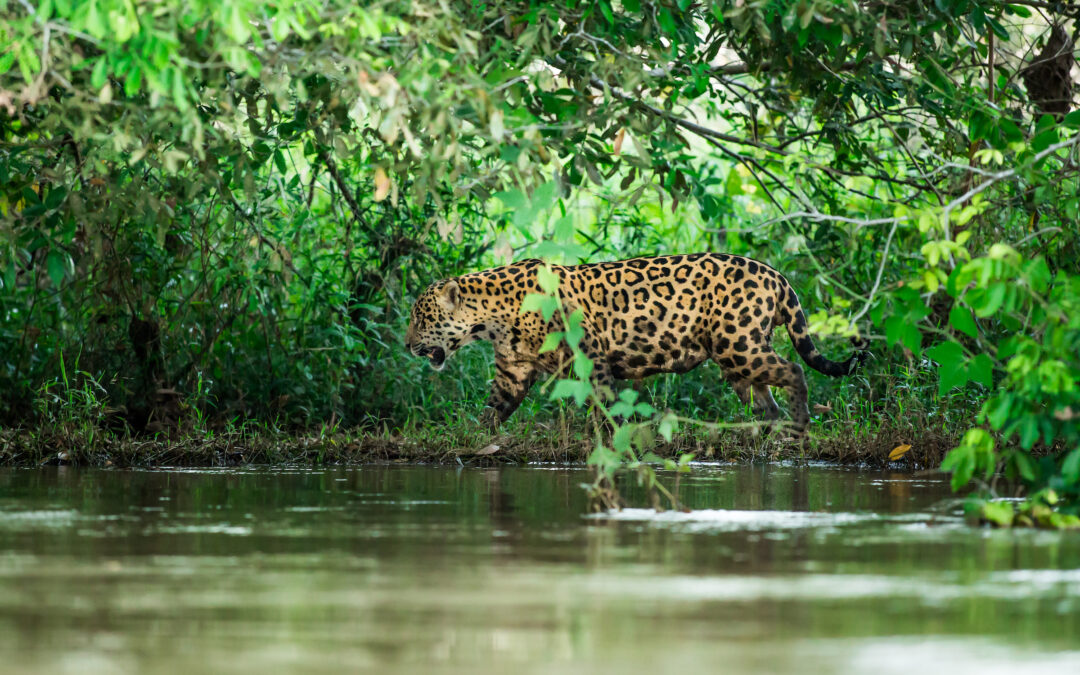 Expedição Fotográfica Pantanal