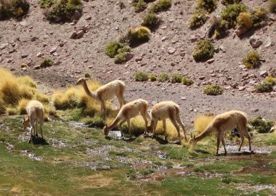 ATACAMA_GALERIA_17