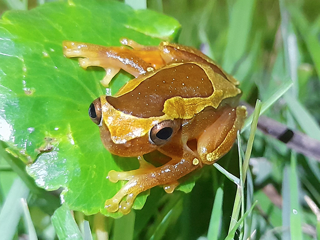 D.elegans