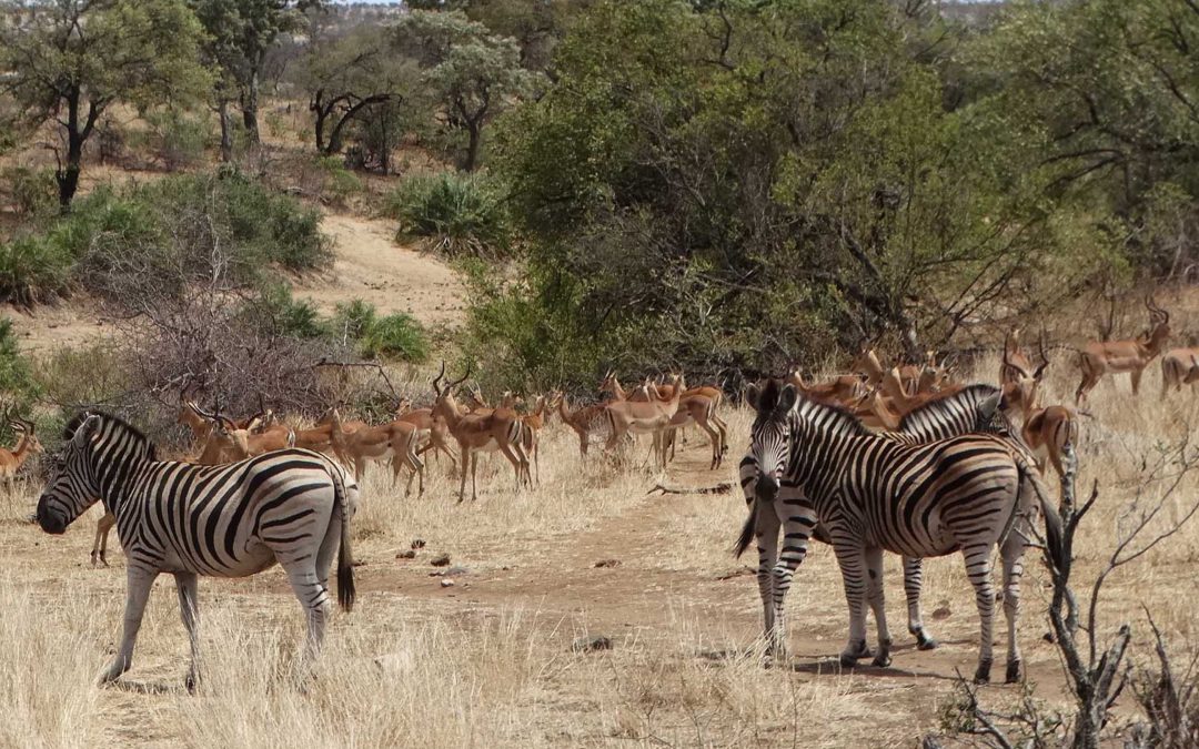 Safari Selvagem – África do Sul