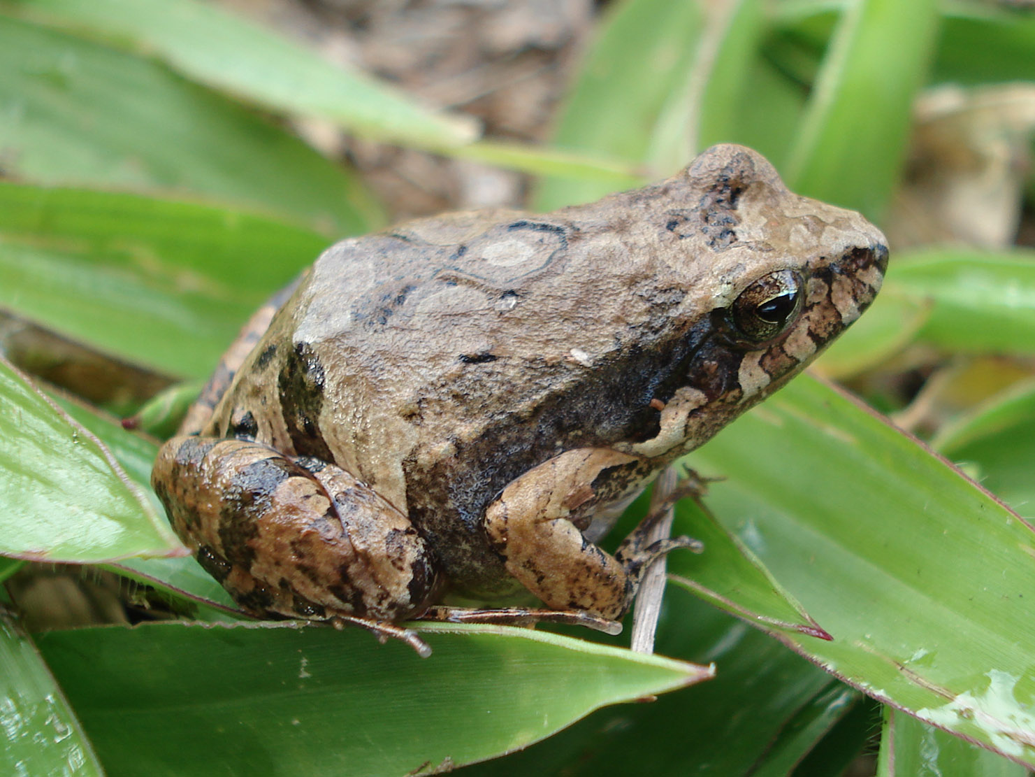 sapo da espécie Physalaemus cuvieri