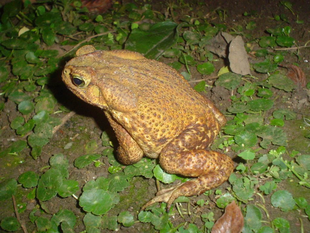 Sapo-cururu | Bioventura Expedições