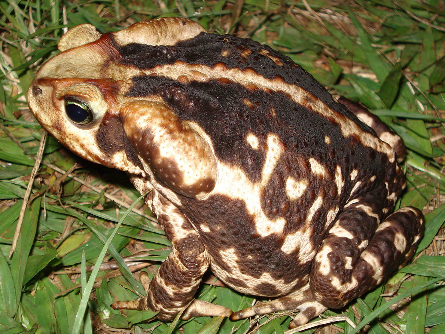 Sapo cururu Bioventura Expedi es Sapo cururu Bioventura Expedi es