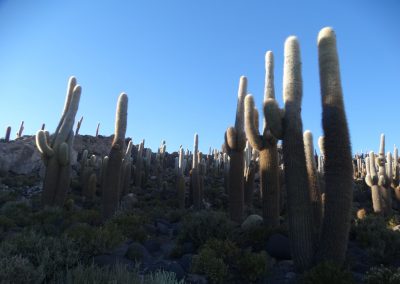 SALARYUYNI_GALERIA_30