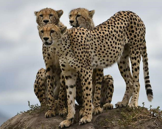 Expedição Fotográfica Serengeti – Tanzânia