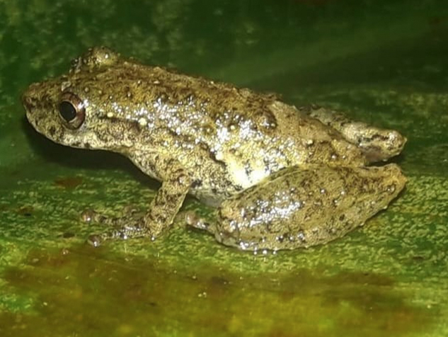 Sperpusillus