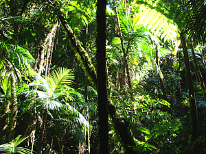 Parque Estadual Carlos Botelho – São Miguel Arcanjo/SP