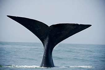 Observação de Baleias – Imbituba/SC